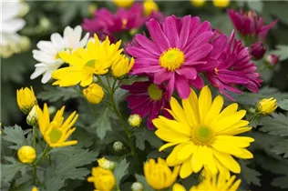 Chrysanthemum 'Pemba Mix'(s) - Topf-Chrysantheme