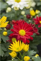 Chrysanthemum 'Pemba Mix'(s) - Topf-Chrysantheme