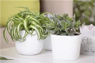 Chlorophytum comosum 'Bonnie' - Grünlilie 'Bonnie' Chlorophytum comosum 'Bonnie' - Grünlilie 'Bonnie'