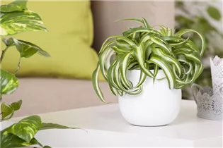 Chlorophytum comosum 'Bonnie' - Grünlilie 'Bonnie' Chlorophytum comosum 'Bonnie' - Grünlilie 'Bonnie'