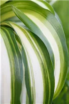 Chlorophytum comosum 'Bonnie' - Grünlilie 'Bonnie' Chlorophytum comosum 'Bonnie' - Grünlilie 'Bonnie'