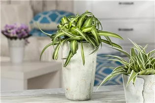 Chlorophytum comosum 'Bonnie' - Grünlilie 'Bonnie' Chlorophytum comosum 'Bonnie' - Grünlilie 'Bonnie'