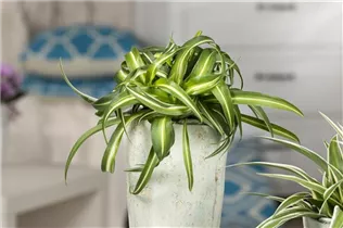 Chlorophytum comosum 'Bonnie' - Grünlilie 'Bonnie' Chlorophytum comosum 'Bonnie' - Grünlilie 'Bonnie'