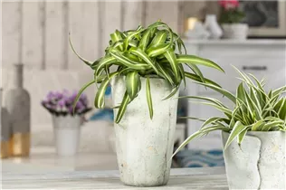 Chlorophytum comosum 'Bonnie' - Grünlilie 'Bonnie' Chlorophytum comosum 'Bonnie' - Grünlilie 'Bonnie'