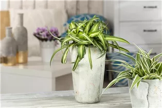 Chlorophytum comosum 'Bonnie' - Grünlilie 'Bonnie' Chlorophytum comosum 'Bonnie' - Grünlilie 'Bonnie'