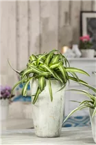 Chlorophytum comosum 'Bonnie' - Grünlilie 'Bonnie' Chlorophytum comosum 'Bonnie' - Grünlilie 'Bonnie'