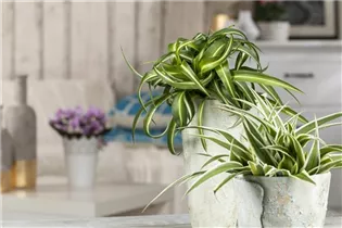 Chlorophytum comosum 'Ocean' - Grünlilie 'Ocean' Chlorophytum comosum 'Ocean' - Grünlilie 'Ocean'