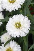 Chrysanthemum 'Showmakers'® - Aster