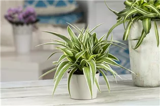 Chlorophytum comosum 'Ocean' - Grünlilie 'Ocean' Chlorophytum comosum 'Ocean' - Grünlilie 'Ocean'