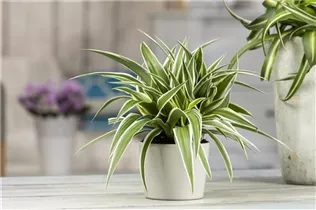 Chlorophytum comosum 'Ocean' - Grünlilie 'Ocean' Chlorophytum comosum 'Ocean' - Grünlilie 'Ocean'