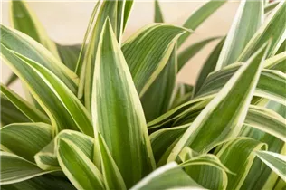 Chlorophytum comosum 'Ocean' - Grünlilie 'Ocean' Chlorophytum comosum 'Ocean' - Grünlilie 'Ocean'