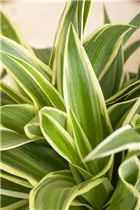 Chlorophytum comosum 'Ocean' - Grünlilie 'Ocean' Chlorophytum comosum 'Ocean' - Grünlilie 'Ocean'