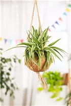 Chlorophytum comosum 'Ocean' - Grünlilie 'Ocean' Chlorophytum comosum 'Ocean' - Grünlilie 'Ocean'