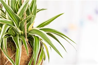 Chlorophytum comosum 'Ocean' - Grünlilie 'Ocean' Chlorophytum comosum 'Ocean' - Grünlilie 'Ocean'