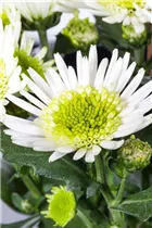 Chrysanthemum 'Splash Meadow' - Chrysantheme 'Splash Meadow' Chrysanthemum 'Splash Meadow' - Chrysantheme 'Splash Meadow'