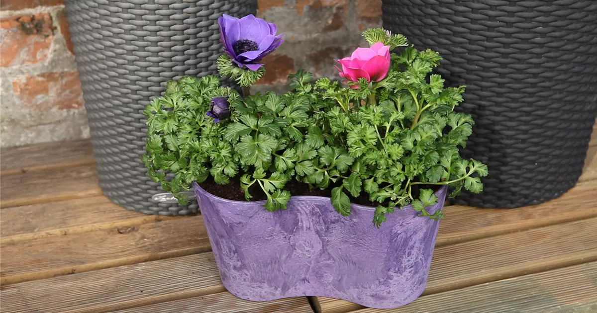  - Anemonen - Einpflanzen in ein Gefäß