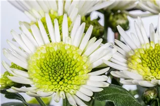 Chrysanthemum 'Splash Meadow' - Chrysantheme 'Splash Meadow' Chrysanthemum 'Splash Meadow' - Chrysantheme 'Splash Meadow'