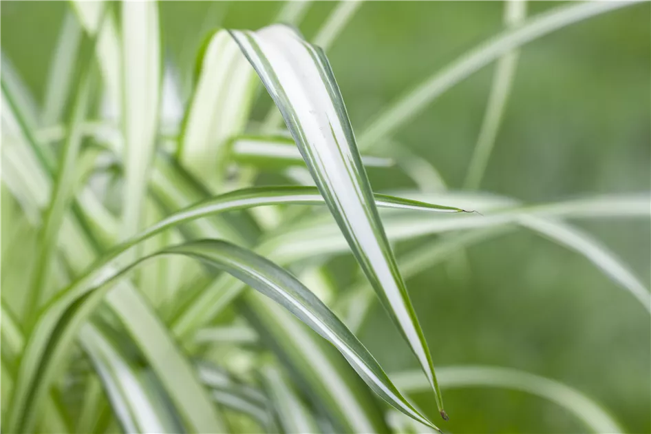 Grnlilie 'Variegatum', Chlorophytum comosum 'Variegatum'