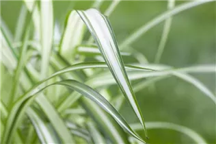 Chlorophytum comosum 'Variegatum' - Grünlilie 'Variegatum' Chlorophytum comosum 'Variegatum' - Grünlilie 'Variegatum'