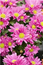 Chrysanthemum 'Swifty' - Winteraster Chrysanthemum 'Swifty' - Winteraster