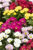 Chrysanthemum 'Swifty' - Winteraster Chrysanthemum 'Swifty' - Winteraster
