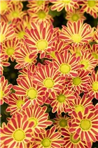 Chrysanthemum 'Swifty' - Winteraster Chrysanthemum 'Swifty' - Winteraster