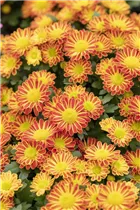 Chrysanthemum 'Swifty' - Winteraster Chrysanthemum 'Swifty' - Winteraster