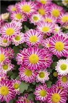 Chrysanthemum 'Swifty' - Winteraster Chrysanthemum 'Swifty' - Winteraster