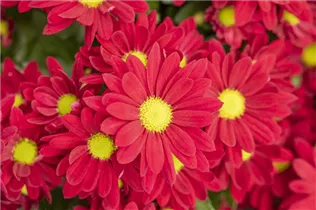 Chrysanthemum 'Swifty' - Winteraster Chrysanthemum 'Swifty' - Winteraster