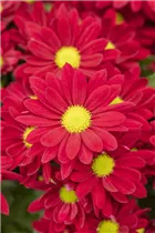 Chrysanthemum 'Swifty' - Winteraster Chrysanthemum 'Swifty' - Winteraster
