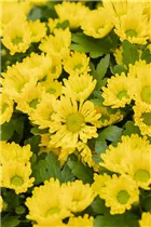 Chrysanthemum 'Swifty' - Winteraster Chrysanthemum 'Swifty' - Winteraster