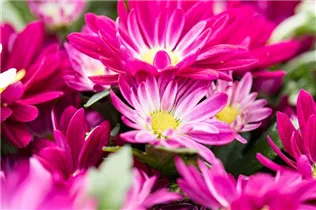 Chrysanthemum 'Swifty' - Winteraster Chrysanthemum 'Swifty' - Winteraster
