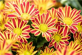 Chrysanthemum 'Swifty' - Winteraster Chrysanthemum 'Swifty' - Winteraster