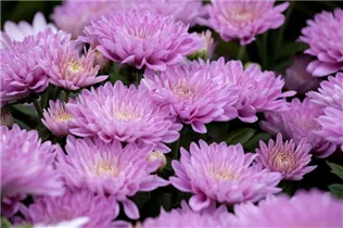 Chrysanthemum x grandiflorum - Winteraster Chrysanthemum x grandiflorum - Winteraster