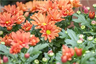 Chrysanthemum x grandiflorum - Winteraster Chrysanthemum x grandiflorum - Winteraster