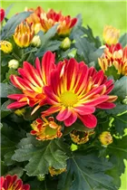 Chrysanthemum x grandiflorum - Winteraster Chrysanthemum x grandiflorum - Winteraster