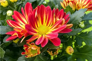 Chrysanthemum x grandiflorum - Winteraster Chrysanthemum x grandiflorum - Winteraster
