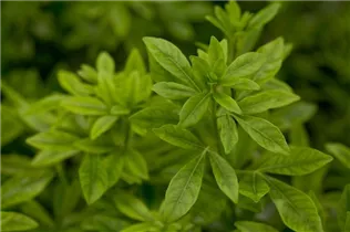 Choisya ternata - Orangenblume Choisya ternata - Orangenblume