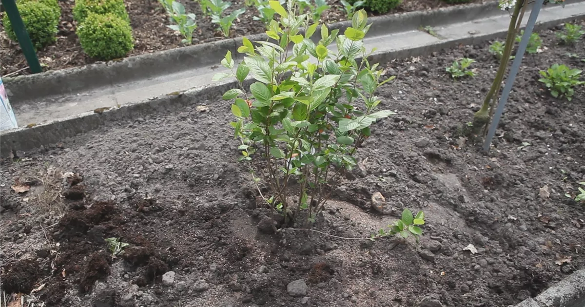  - Apfelbeere - Einpflanzen im Garten