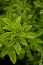 Choisya ternata - Orangenblume Choisya ternata - Orangenblume