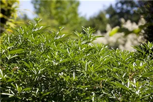 Choisya ternata - Orangenblume Choisya ternata - Orangenblume