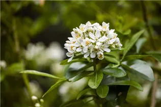 Choisya ternata - Orangenblume Choisya ternata - Orangenblume