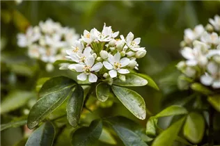 Choisya ternata - Orangenblume Choisya ternata - Orangenblume