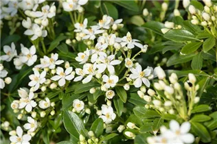 Choisya ternata - Orangenblume Choisya ternata - Orangenblume