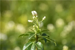 Choisya ternata - Orangenblume Choisya ternata - Orangenblume
