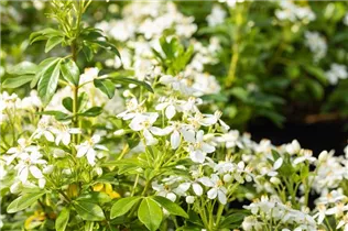 Choisya ternata - Orangenblume Choisya ternata - Orangenblume