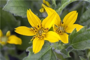 Chrysogonum virginianum - Goldkörbchen