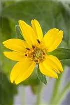 Chrysogonum virginianum - Goldkörbchen