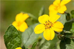 Chrysogonum virginianum - Goldkörbchen