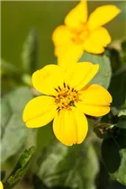 Chrysogonum virginianum - Goldkörbchen